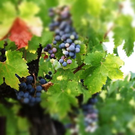 Churon Inn Winery Temecula Exterior photo